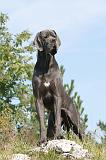 DOGUE ALLEMAND 011